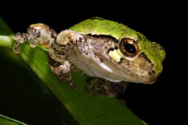 Tiny Green Tree Frog clipart