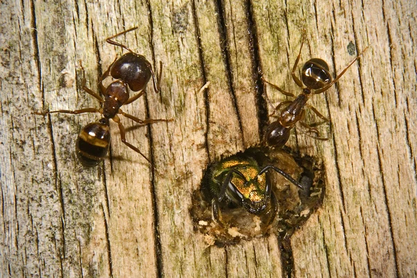 Dva mravenci číhaní kovové včelka augochlora zelená — Stock fotografie