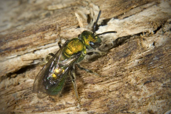 Augochlora πράσινο μεταλλικό μέλισσα — Φωτογραφία Αρχείου