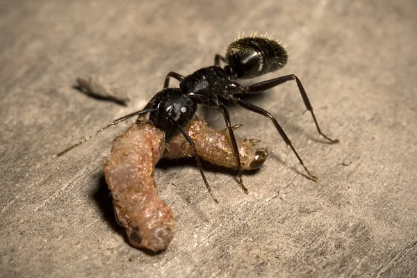Carpenter Ant With Prey — Stock Photo, Image