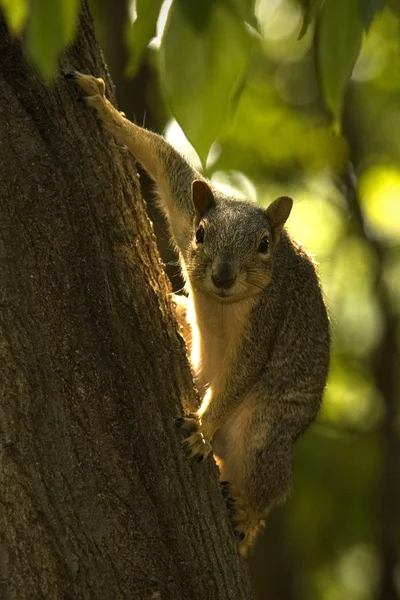 Brown Squirrel — Stock Photo, Image