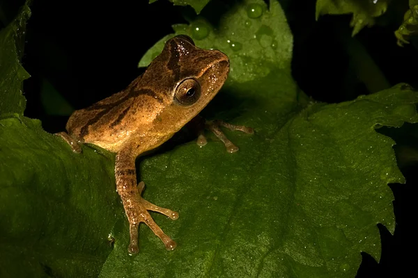 Tree Frog — Stock Photo, Image