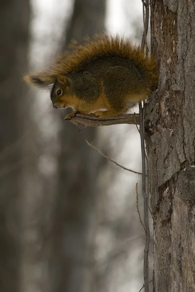 棕色松鼠上树肢体的平衡 — 图库照片
