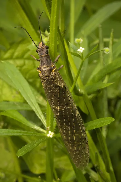 Dobsonfly corydalus cornutus — Stockfoto