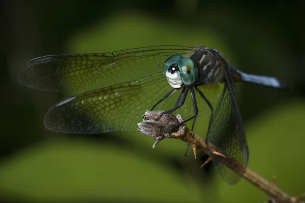 Meadowshark 蜻蜓 — 图库照片