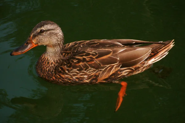 Swimming Mallard Duck — Stock Photo, Image