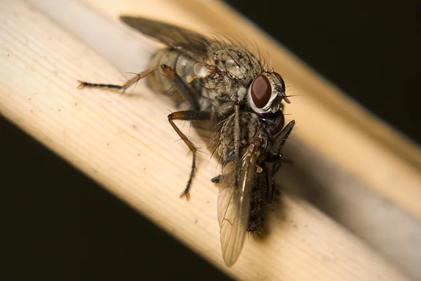 Flesh Fly Eating Flesh Fly — Stock Photo, Image