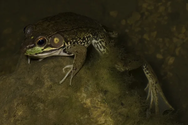 Bullfrog ครึ่งจมอยู่ใต้น้ํา — ภาพถ่ายสต็อก