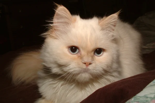 Persian Cat — Stock Photo, Image