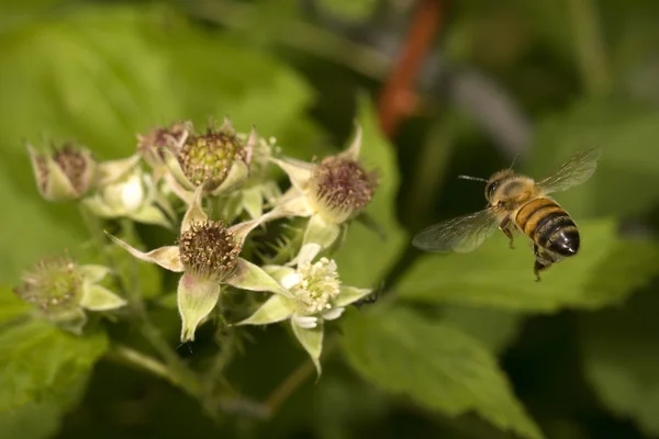 Miel de abeja en vuelo —  Fotos de Stock