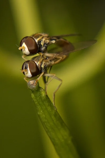 Dvojice hoverflies páření — Stock fotografie