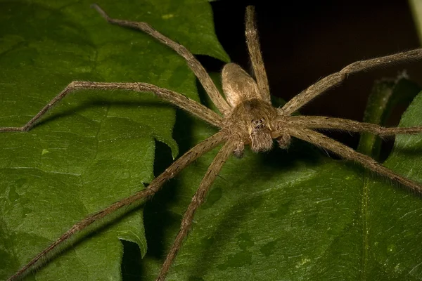 巨型猎手蜘蛛 — 图库照片