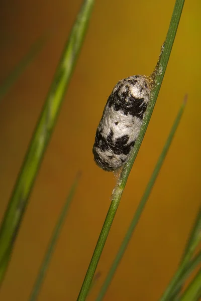 昆虫卵ケース嚢 — ストック写真