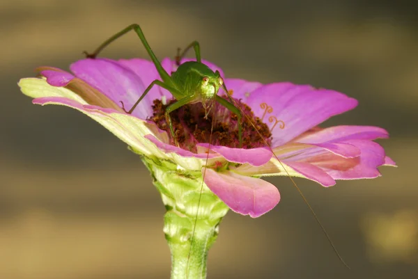 Katydid en flor rosa —  Fotos de Stock