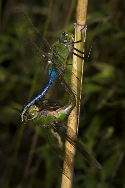 Par gigante verde Darner libélulas acasalamento — Fotografia de Stock
