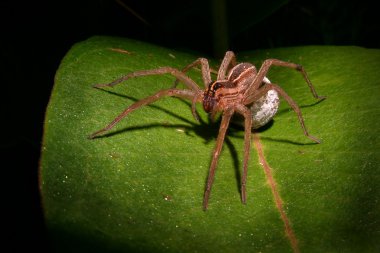 Closeup Macro Nursery Web Spider With Eggsac clipart