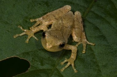 Tiny Tree Frog Frontal clipart