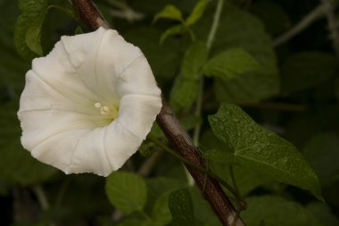 White Flower With Dew clipart