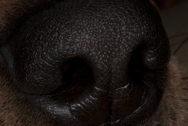 Macro Close Up Dog Canine Nose clipart