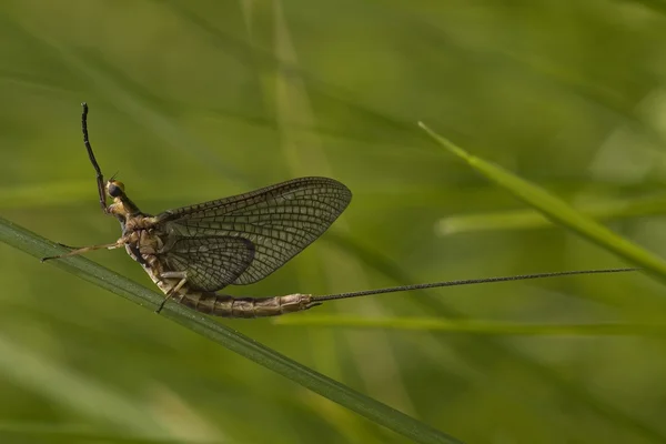 Mayfly Fly On Grass — стоковое фото