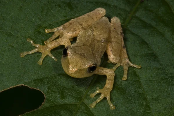 Tiny Tree Frog Frontal — Stock Photo, Image