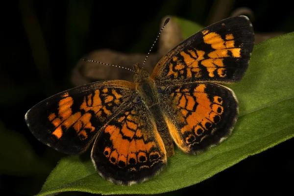 Motýlí louka — Stock fotografie
