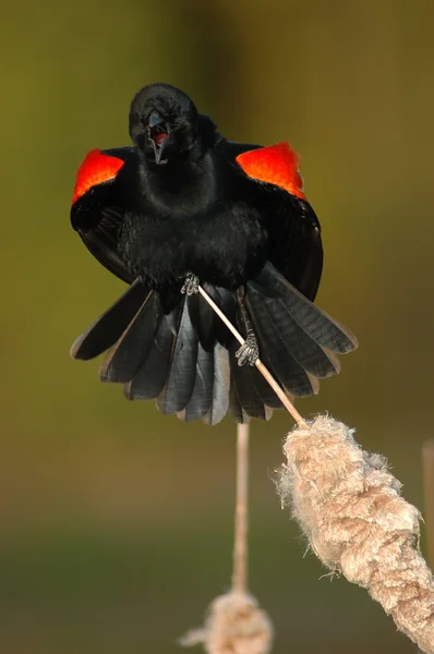 Asa-vermelha Blackbird Screeching — Fotografia de Stock