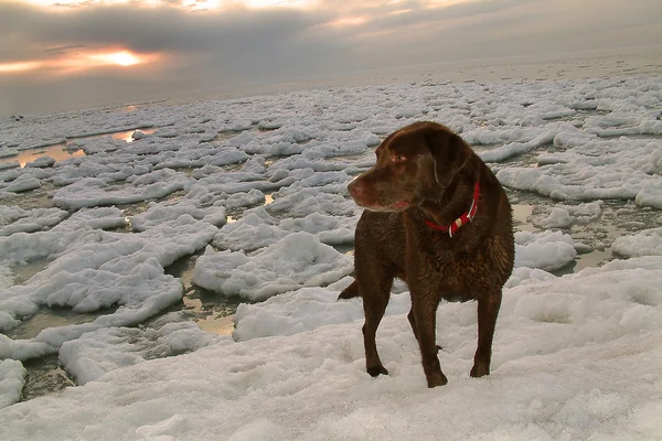 Chocolate Labrador Retriever On Winter Lake Ice Flow — Stock Photo, Image