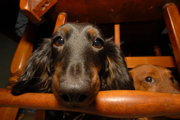 Смешной Dog Nose — стоковое фото