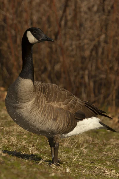 Canadian Goose Pond Side Profile — Stock Photo, Image