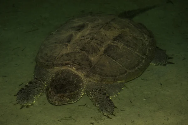 Dev yapışma kaplumbağa — Stok fotoğraf