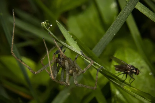 Spinne und Fliege — Stockfoto