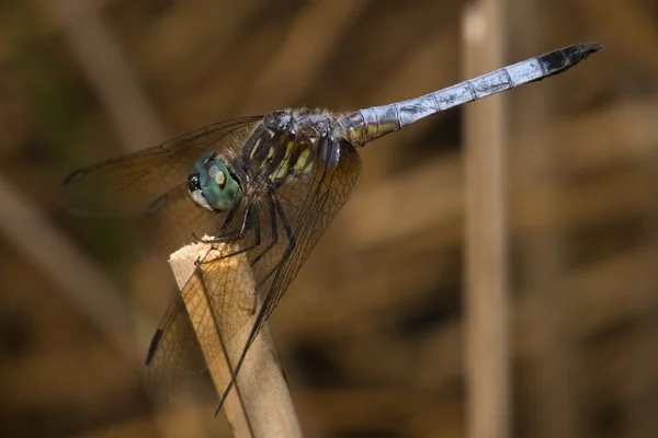 Σκαρφαλωμένο dragonfly — Φωτογραφία Αρχείου