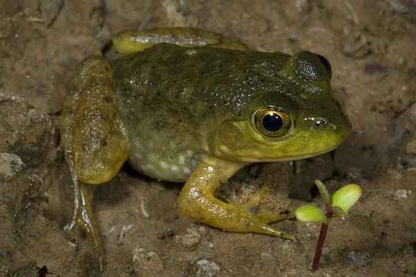在土地上的年轻绿色青蛙 — 图库照片