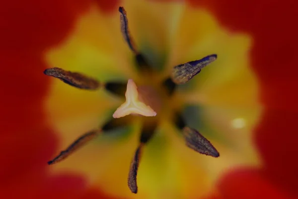 Макрокультивирование красных и желтых тюльпанов — стоковое фото