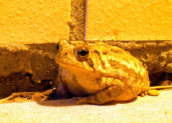 Жаба под уличной лямпой — стоковое фото