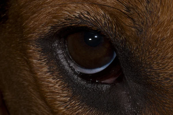 Closeup Macro Of Hound Dog's Eye