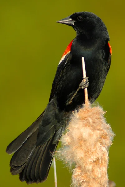 Pássaro-preto-de-asa-vermelha Imagens De Bancos De Imagens