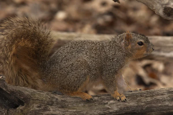 Serdülő barna mókus — Stock Fotó