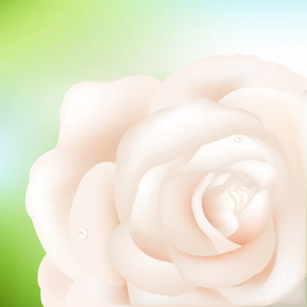 Crema de trandafir — Vector de stoc