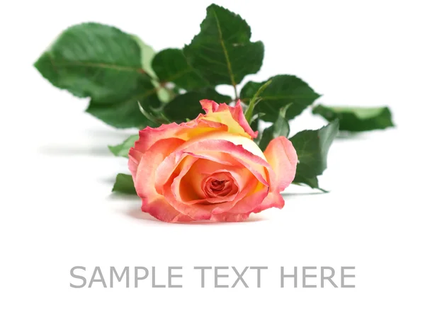 stock image Rose over white