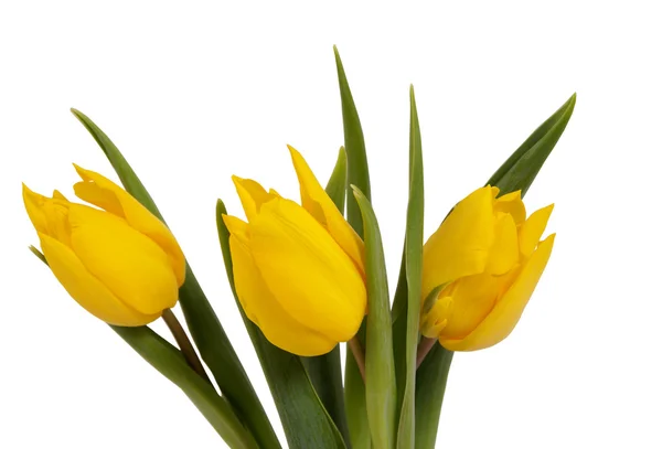 Stock image Yellow tulips on the white background