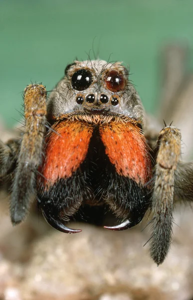 Käfer mit roter Brust — Stockfoto