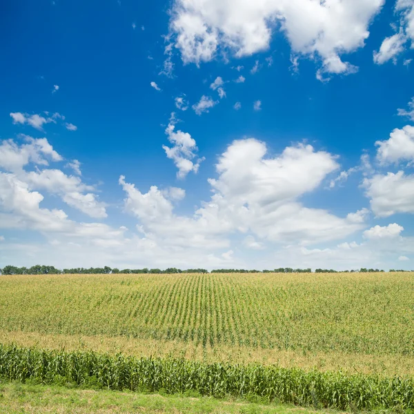 Campos verdes de milho — Fotografia de Stock
