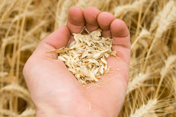 Full hand over harvest — Stock Photo, Image