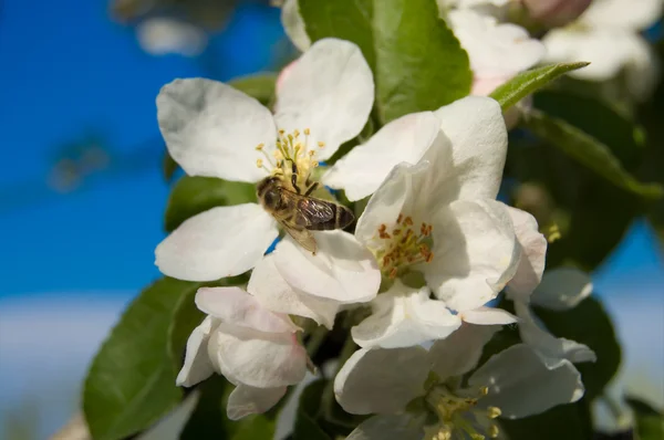 Apple and bee — Stock Photo, Image