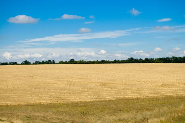 Field with harvest — Stock Photo, Image