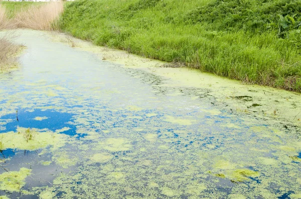 緑の沼 — ストック写真