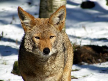 Portrait of coyote in winter clipart