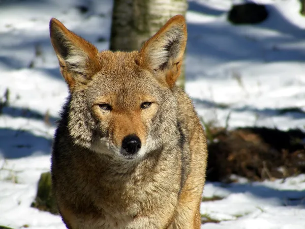 Ritratto di coyote in inverno — Foto Stock